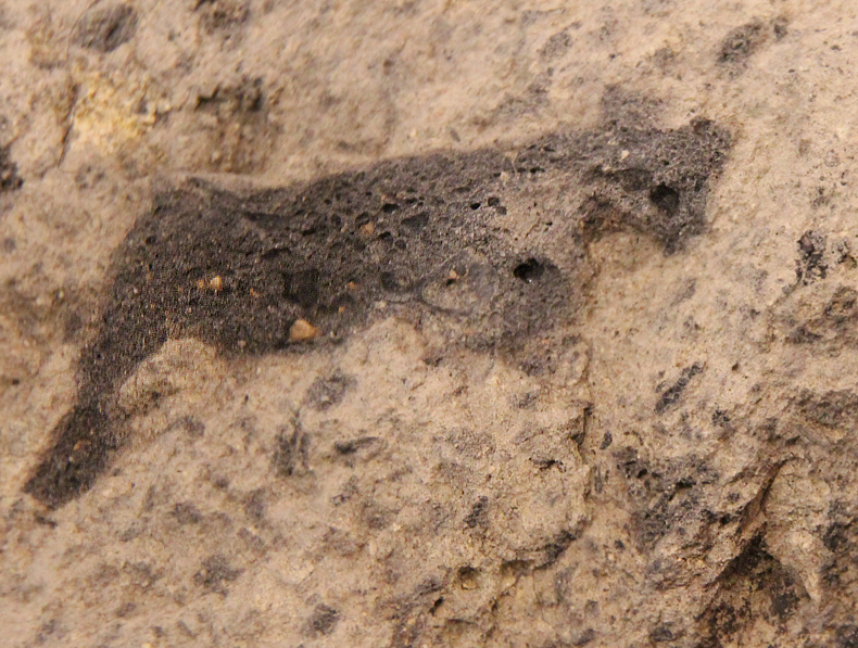 14 Million Year Old Meteorite Rock, Impactite (Suevite) of Nordlingen Ries Now Understood To Possibly Be The Closest Match to the Surface of Mars on Earth. Likely The Most Intriguing Conversation Piece & Geological Collectors Item Available Today