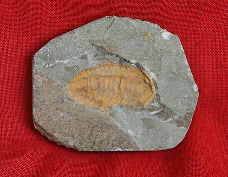 Original Fossil of a Trilobite, in Matrix, Circa 490 Million Years Old with Iron Oxide Deposits in the Mineralisation From the River Bed