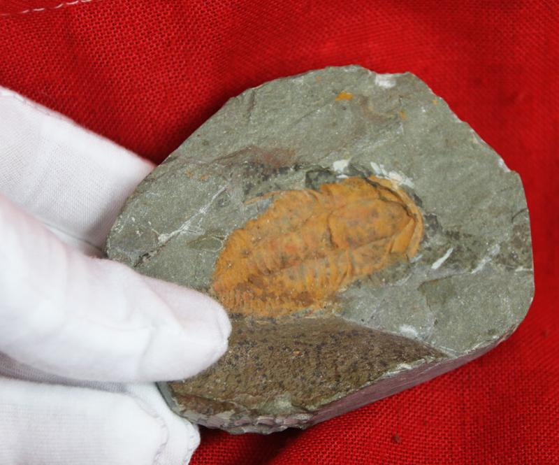 Original Fossil of a Trilobite, in Matrix, Circa 490 Million Years Old with Iron Oxide Deposits in the Mineralisation From the River Bed