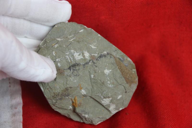Original Fossil of a Trilobite, in Matrix, Circa 490 Million Years Old with Iron Oxide Deposits in the Mineralisation From the River Bed