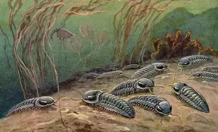 Original Fossil of a Trilobite, in Matrix, Circa 490 Million Years Old with Iron Oxide Deposits in the Mineralisation From the River Bed