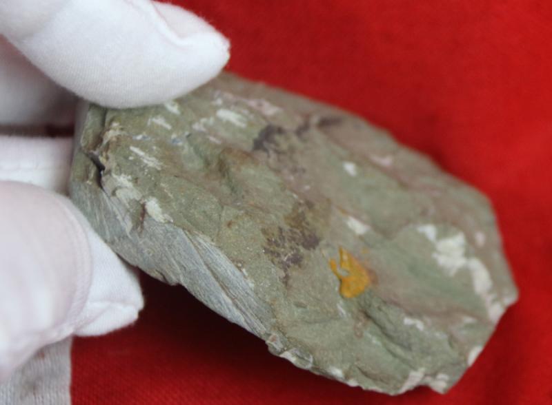 Original Fossil of a Trilobite, in Matrix, Circa 490 Million Years Old with Iron Oxide Deposits in the Mineralisation From the River Bed