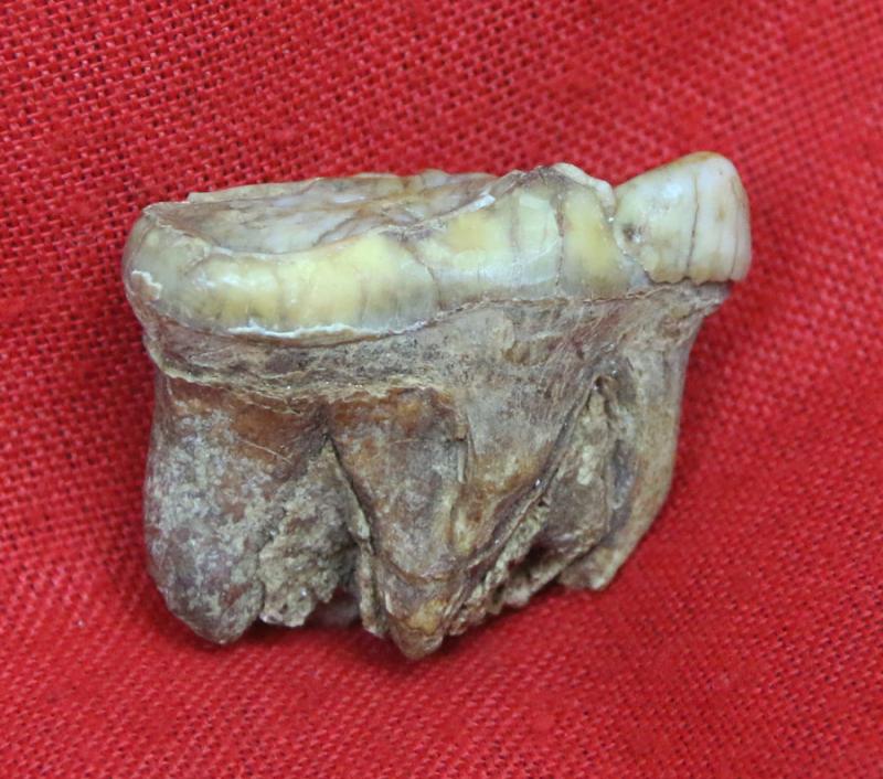 A Superb Pleistocene Period Large Cave Bear Tooth. Roots and Jawbone Part, Around 200,000 years Old. A Prehistoric Species of Large Bear Wiped Out in the Last Ice Age