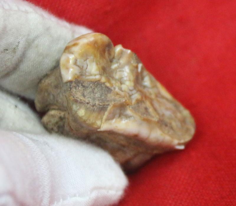 A Superb Pleistocene Period Large Cave Bear Tooth. Roots and Jawbone Part, Around 200,000 years Old. A Prehistoric Species of Large Bear Wiped Out in the Last Ice Age