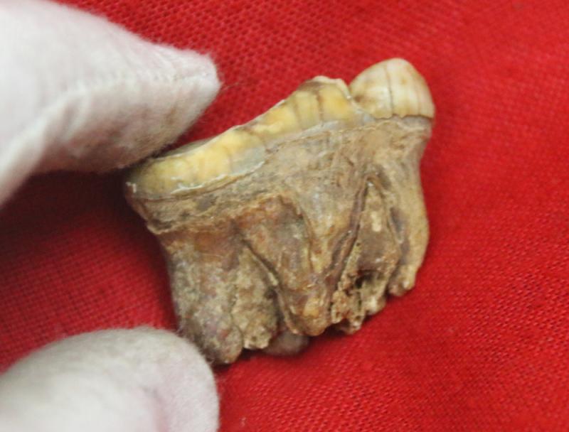 A Superb Pleistocene Period Large Cave Bear Tooth. Roots and Jawbone Part, Around 200,000 years Old. A Prehistoric Species of Large Bear Wiped Out in the Last Ice Age