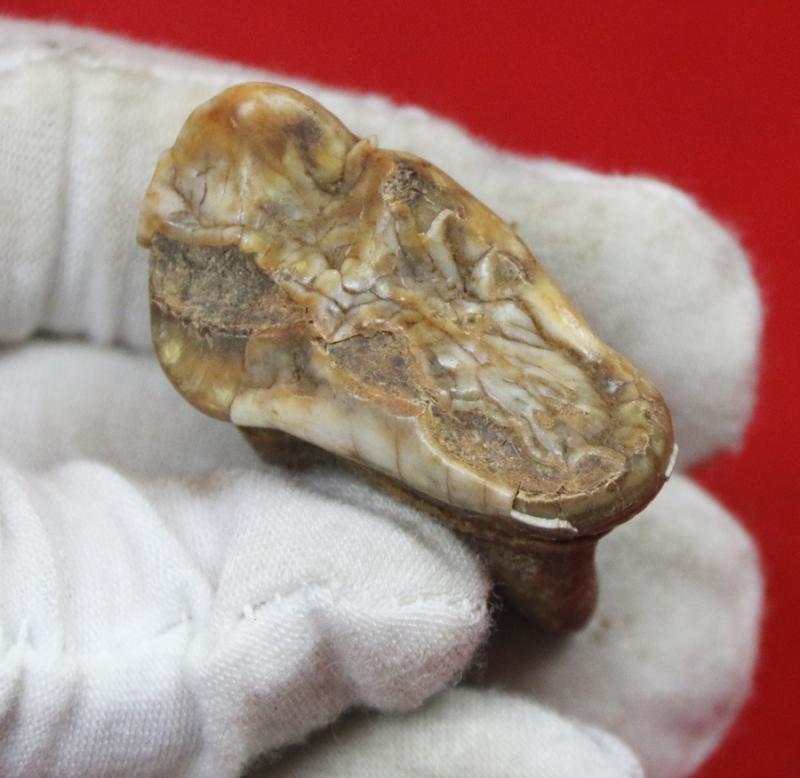 A Superb Pleistocene Period Large Cave Bear Tooth. Roots and Jawbone Part, Around 200,000 years Old. A Prehistoric Species of Large Bear Wiped Out in the Last Ice Age