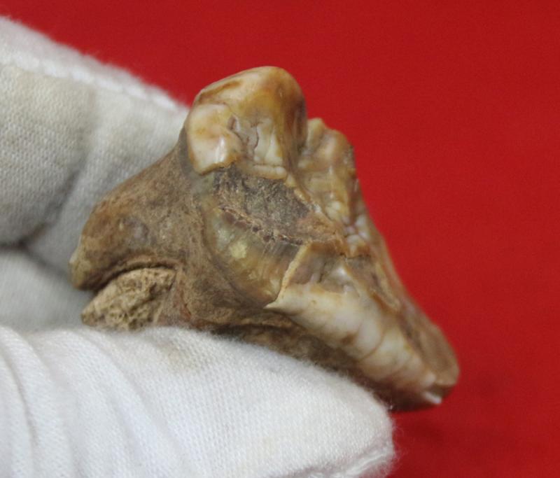 A Superb Pleistocene Period Large Cave Bear Tooth. Roots and Jawbone Part, Around 200,000 years Old. A Prehistoric Species of Large Bear Wiped Out in the Last Ice Age