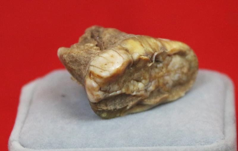 A Superb Pleistocene Period Large Cave Bear Tooth. Roots and Jawbone Part, Around 200,000 years Old. A Prehistoric Species of Large Bear Wiped Out in the Last Ice Age