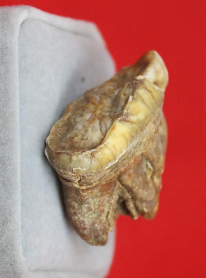 A Superb Pleistocene Period Large Cave Bear Tooth. Roots and Jawbone Part, Around 200,000 years Old. A Prehistoric Species of Large Bear Wiped Out in the Last Ice Age