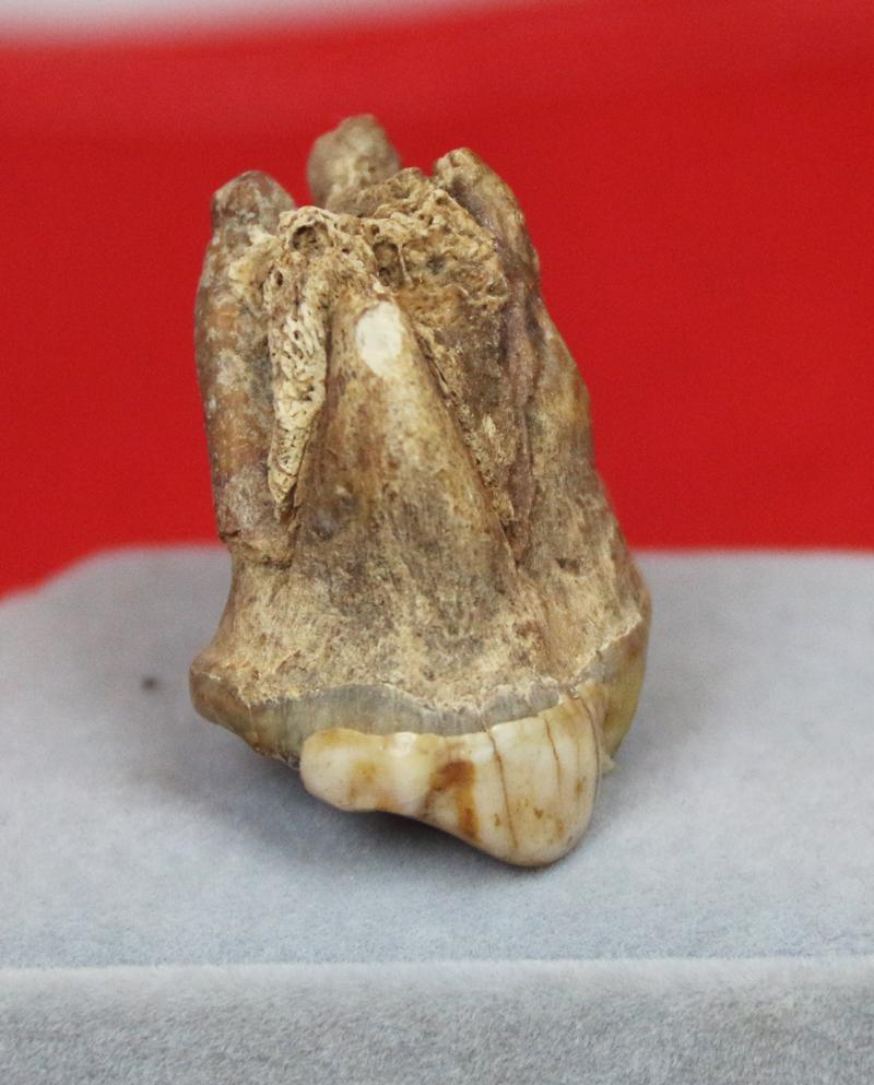 A Superb Pleistocene Period Large Cave Bear Tooth. Roots and Jawbone Part, Around 200,000 years Old. A Prehistoric Species of Large Bear Wiped Out in the Last Ice Age