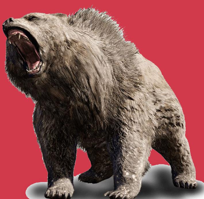 A Superb Pleistocene Period Large Cave Bear Tooth. Roots and Jawbone Part, Around 200,000 years Old. A Prehistoric Species of Large Bear Wiped Out in the Last Ice Age