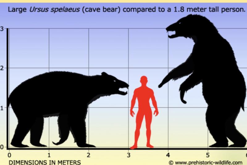 A Superb Pleistocene Period Large Cave Bear Tooth. Roots and Jawbone Part, Around 200,000 years Old. A Prehistoric Species of Large Bear Wiped Out in the Last Ice Age