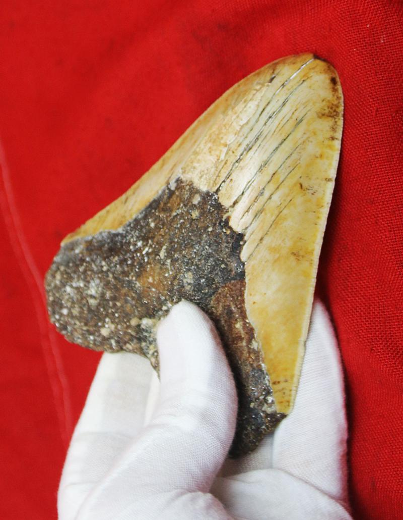 A Large & Superbly Impressive Circa 20 Million Year Old Megalodon Giant Shark Tooth