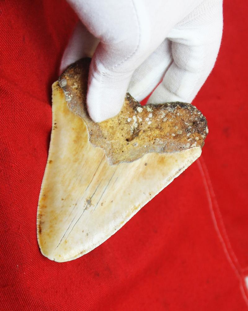 A Large & Superbly Impressive Circa 20 Million Year Old Megalodon Giant Shark Tooth