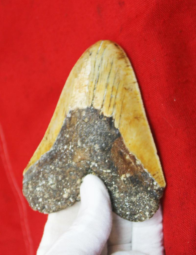 A Large & Superbly Impressive Circa 20 Million Year Old Megalodon Giant Shark Tooth