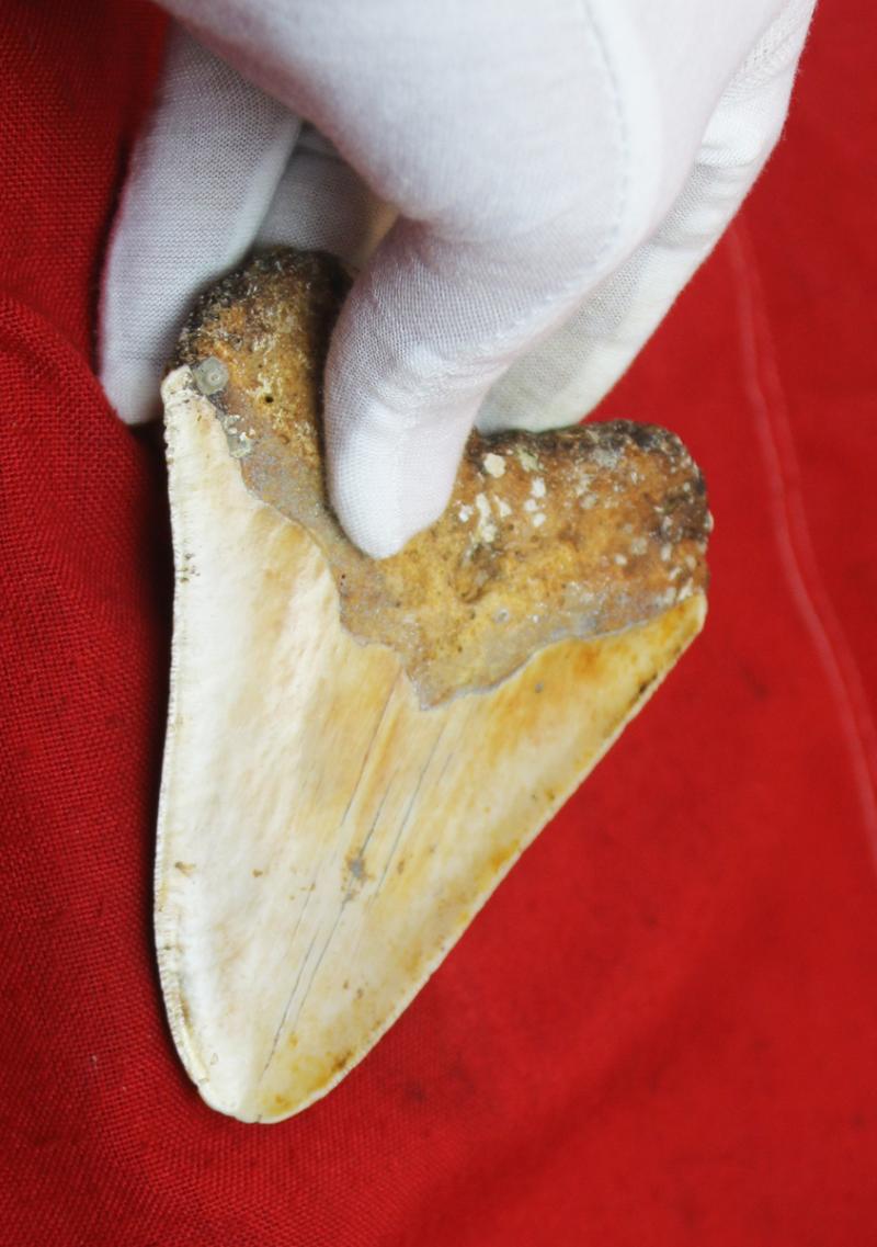 A Large & Superbly Impressive Circa 20 Million Year Old Megalodon Giant Shark Tooth