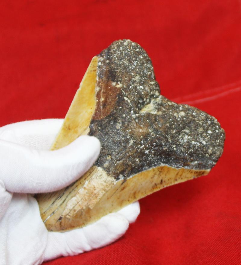 A Large & Superbly Impressive Circa 20 Million Year Old Megalodon Giant Shark Tooth