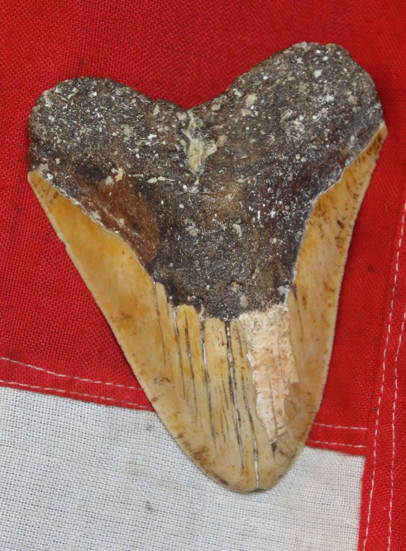 A Large & Superbly Impressive Circa 20 Million Year Old Megalodon Giant Shark Tooth