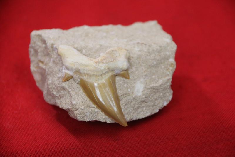 A Superb 60 Million Year Old Otodus Shark's Tooth in Matrix Block Fossil with Large Cusps. The Ancestor of the Megaladon The Giant Great White Type Shark