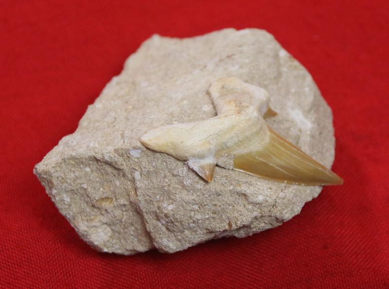 A Superb 60 Million Year Old Otodus Shark's Tooth in Matrix Block Fossil with Large Cusps. The Ancestor of the Megaladon The Giant Great White Type Shark