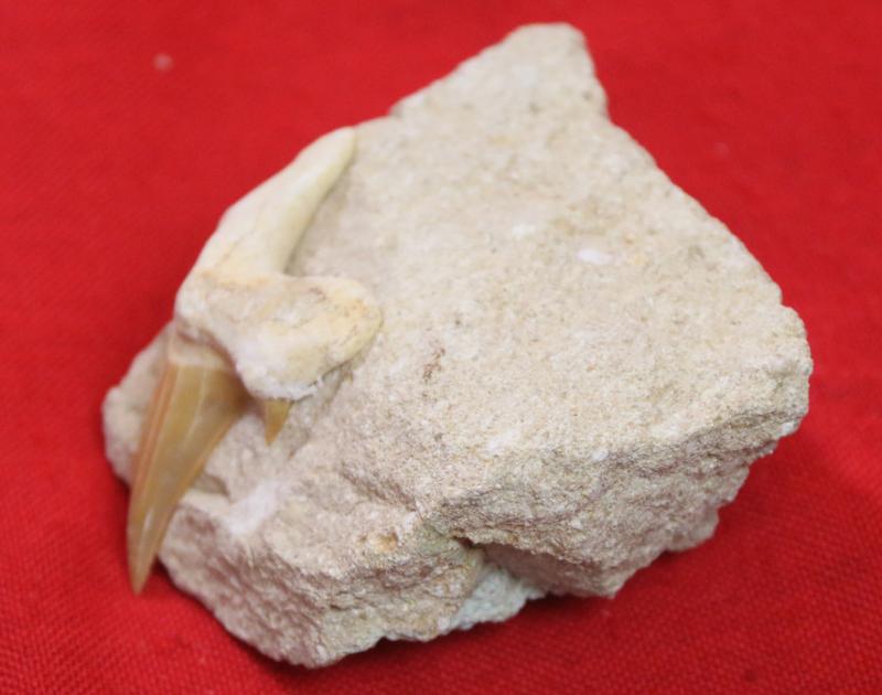 A Superb 60 Million Year Old Otodus Shark's Tooth in Matrix Block Fossil with Large Cusps. The Ancestor of the Megaladon The Giant Great White Type Shark