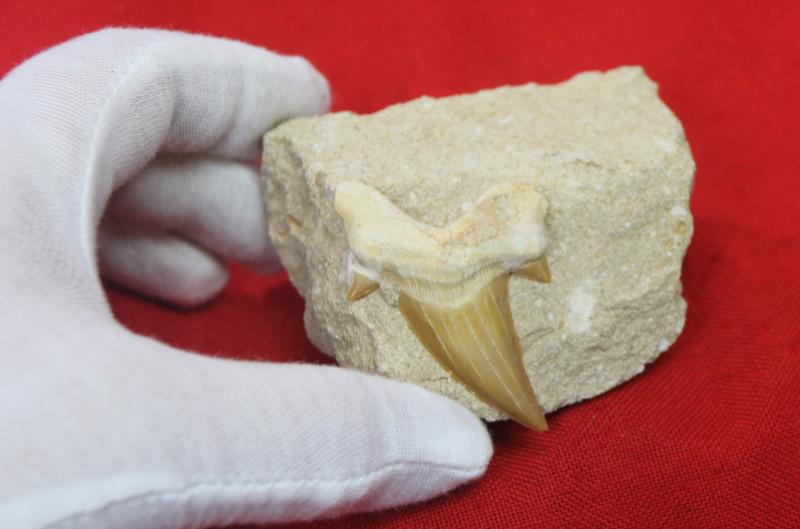 A Superb 60 Million Year Old Otodus Shark's Tooth in Matrix Block Fossil with Large Cusps. The Ancestor of the Megaladon The Giant Great White Type Shark
