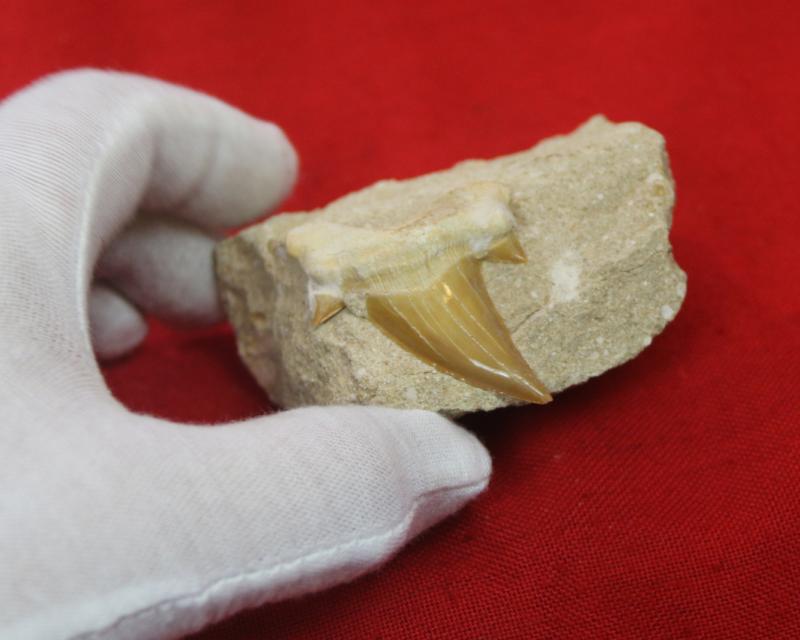 A Superb 60 Million Year Old Otodus Shark's Tooth in Matrix Block Fossil with Large Cusps. The Ancestor of the Megaladon The Giant Great White Type Shark