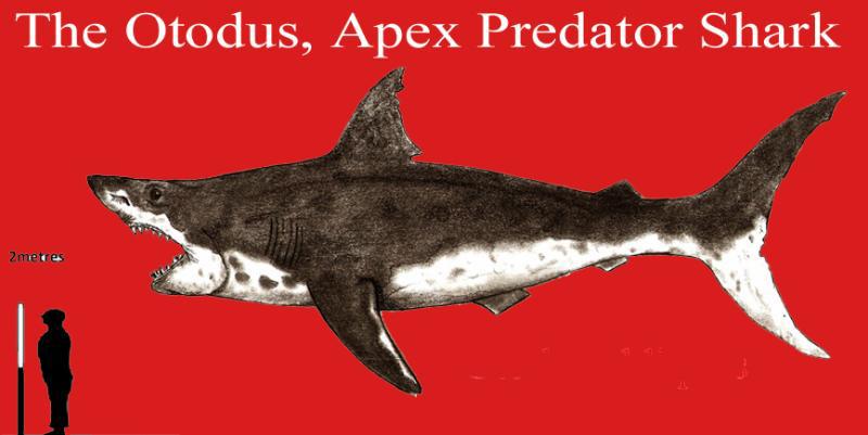 A Superb 60 Million Year Old Otodus Shark's Tooth in Matrix Block Fossil with Large Cusps. The Ancestor of the Megaladon The Giant Great White Type Shark
