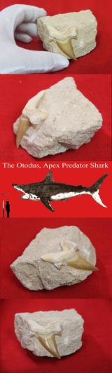 A Superb 60 Million Year Old Otodus Shark's Tooth in Matrix Block Fossil with Large Cusps. The Ancestor of the Megaladon The Giant Great White Type Shark