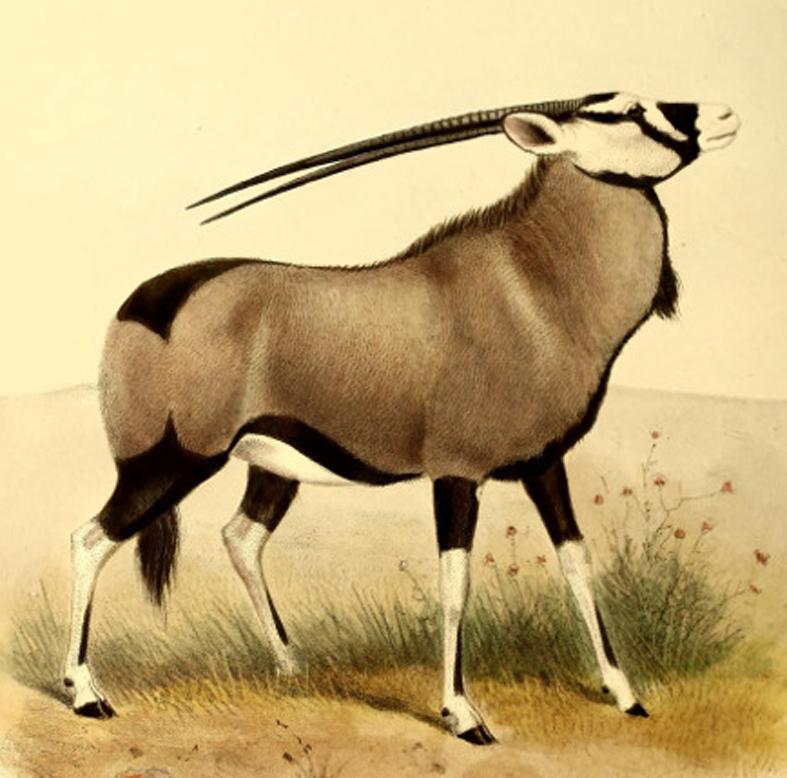 A Stunning Ancient Roman Ist Century AD, Galloping Oryx Intaglio Engraved Bronze 'Status' Seal Ring.