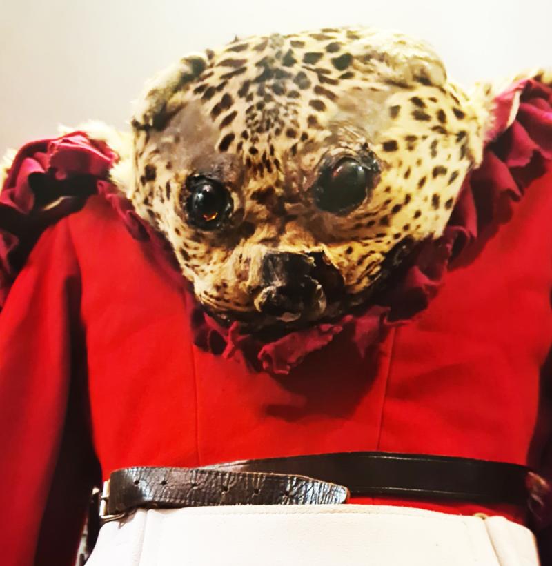 An Original, Victorian, Regimental British Army Leopard Skin Apron & Guards Bandsman’s Tunic for The Ornately Uniformed Regimental Bass Drummer