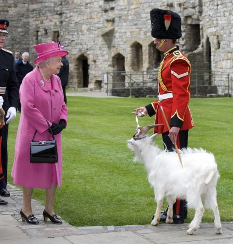 Scarce Antique Victorian Regimental Racoon Skin Cap of The Northumberland Fusiler's. Flaming Fusiler Grenade Badge With George and The Dragon Regimental Motto Quo Fata Vocant With Red and White Feather Hackle, and Curb Chin Chain